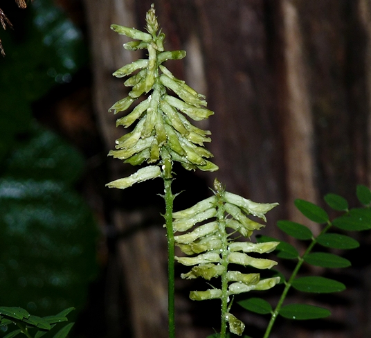 {Astragalus canadensis}